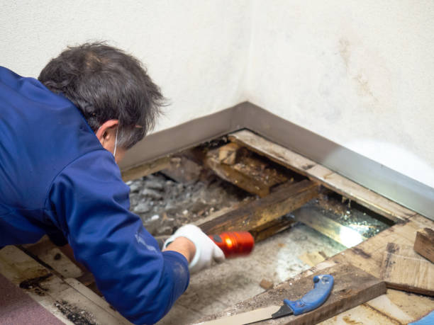 Best Mold Removal Specialists  in Enochville, NC