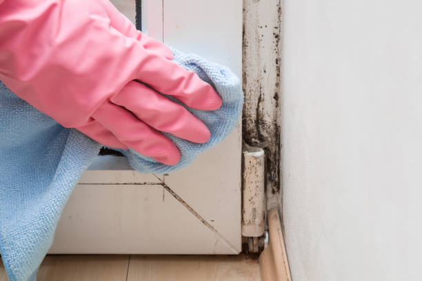 Best Mold Damage Repair  in Enochville, NC